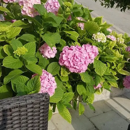 Apartman Ira Dubrovnik